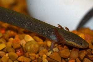 Сирени - давньогрецькі істоти в реальному житті Сирени - давньогрецькі істоти в реальному житті